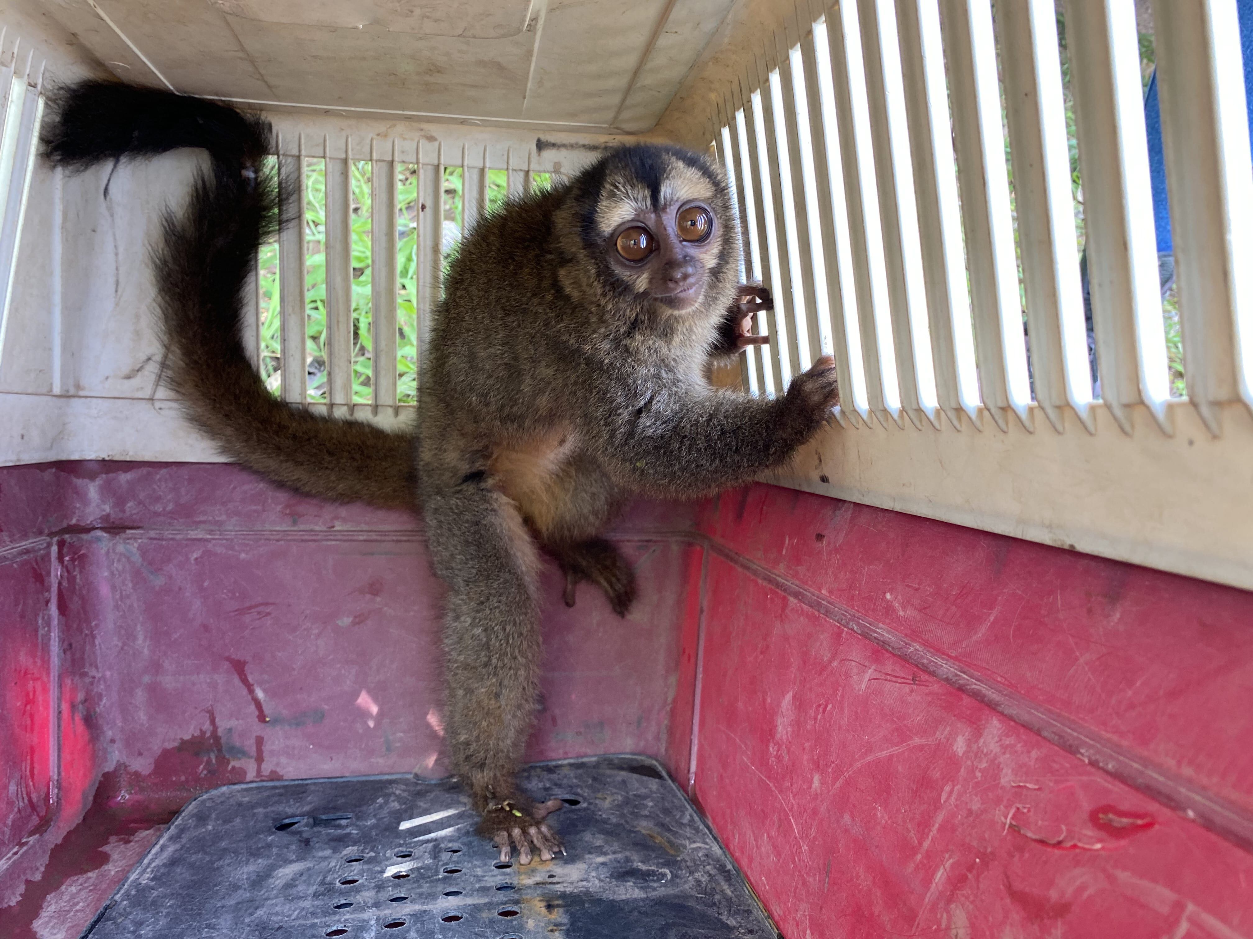 Especial Biodiversidad, Drummond