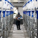 El 95 por ciento de la producción nacional tecnificada está libre de peste porcina clásica.