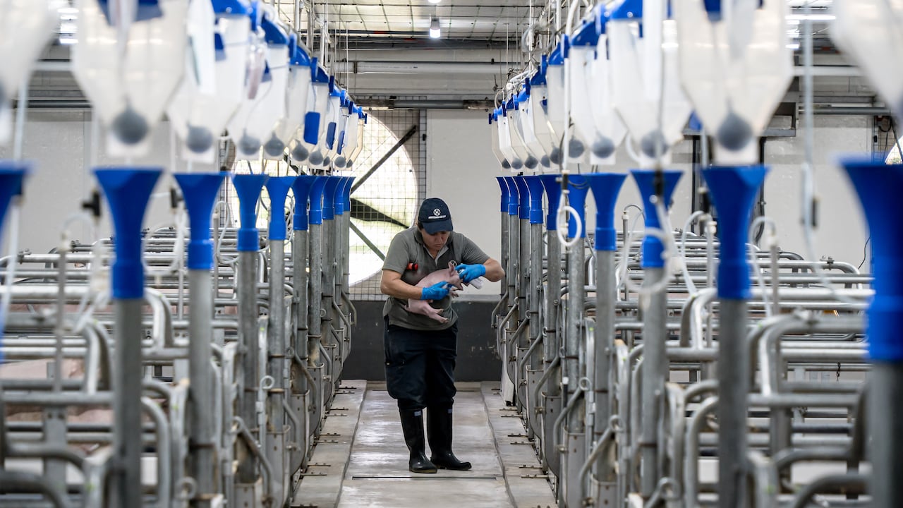 El 95 por ciento de la producción nacional tecnificada está libre de peste porcina clásica.