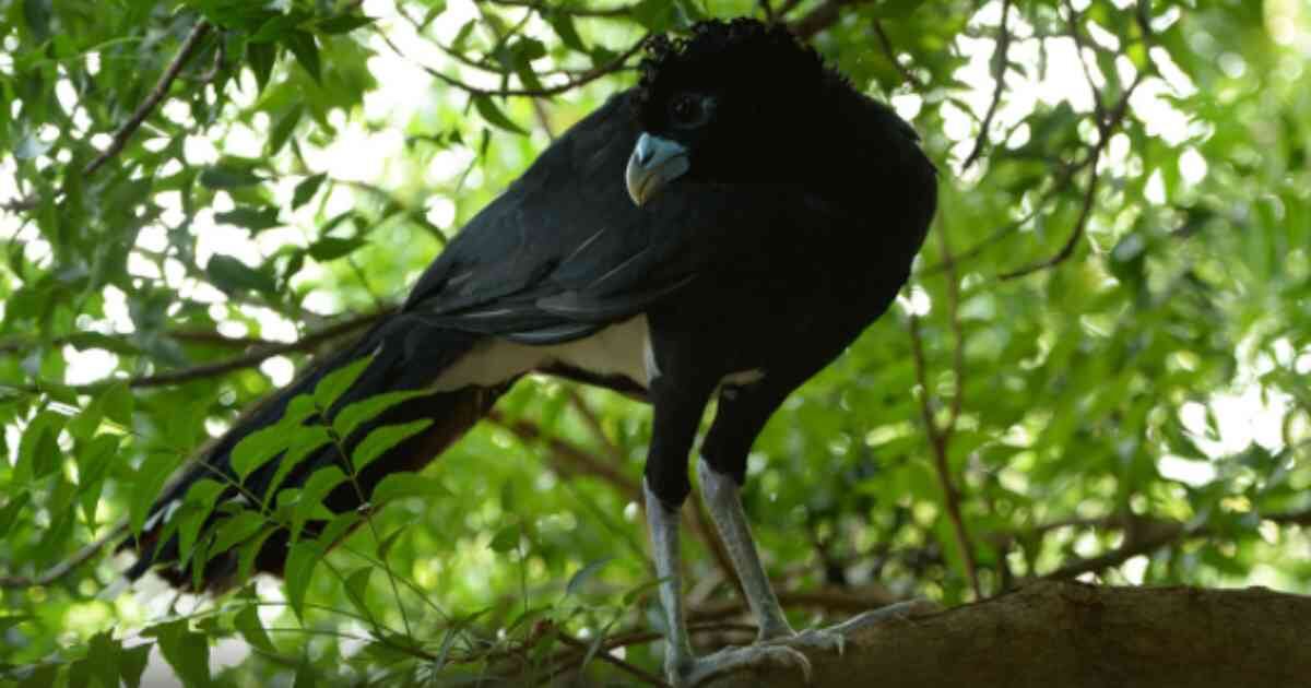 También es conocido como pavón piquiazul, pavón colombiano u opón, esta especie se encuentra en Peligro crítico de extinción en el país. Foto: El Pato Salcedo WCS