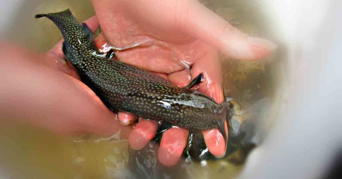 El pez capitán fue clasificado por primera vez por el científico alemán Alexander von Humboldt en 1805, durante sus visitas en los páramos de aguas frías de la cuenca alta del río Bogotá, antiguamente conocido por los muiscas como Funza.