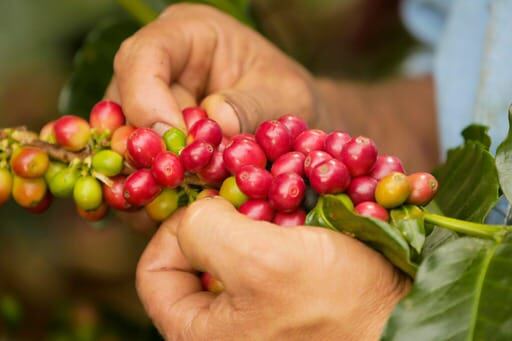 El Mejor Café del Cauca, un concurso subasta que se realizó el pasado 26 de agosto para que empresarios chinos, japones, taiwaneses y del Corea del Sur, degustaran las mejores variedades de la región. Foto: Federación Nacional de Cafeteros 2023