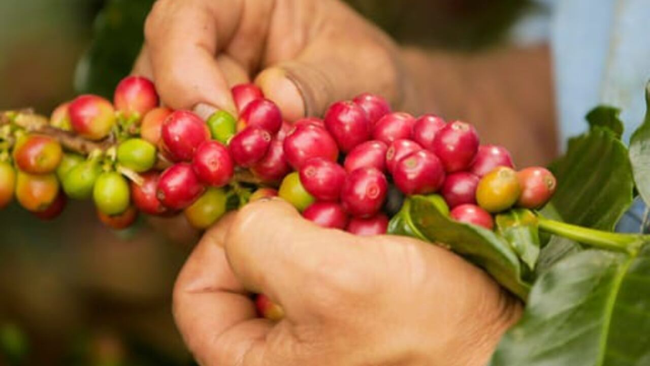 El Mejor Café del Cauca, un concurso subasta que se realizó el pasado 26 de agosto para que empresarios chinos, japones, taiwaneses y del Corea del Sur, degustaran las mejores variedades de la región. Foto: Federación Nacional de Cafeteros 2023