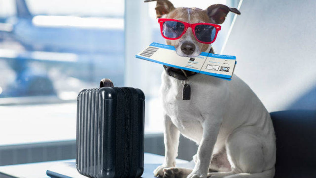 ¿Cuáles son los requisitos para viajar con una mascota a Francia?