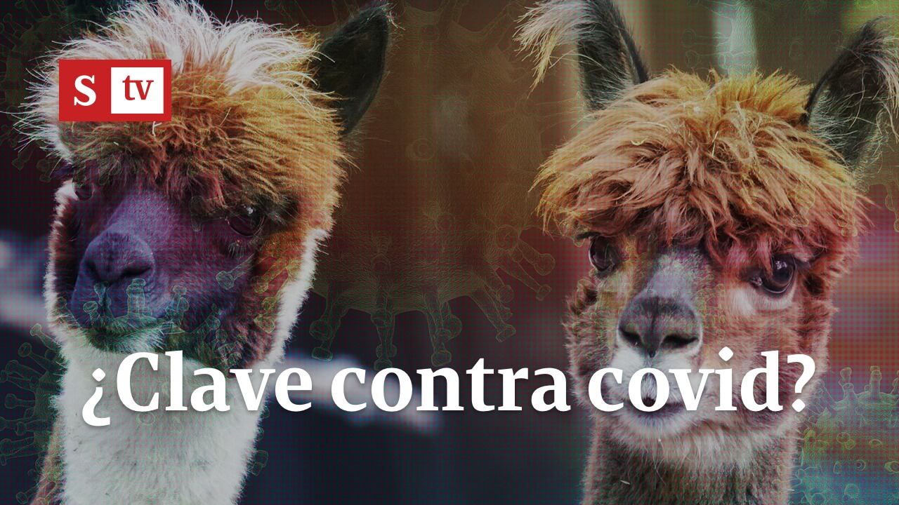 Llamas y alpacas y covid-19