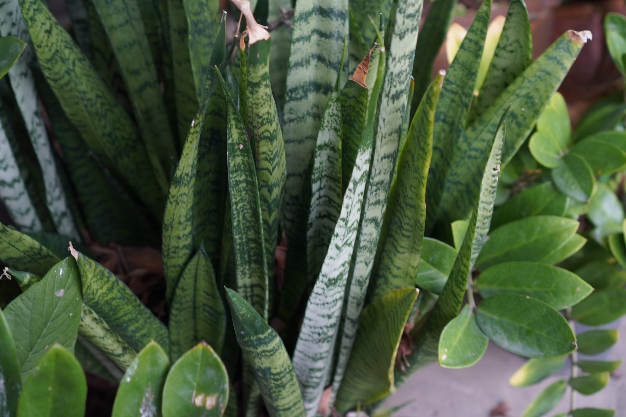 Sansevieria aethiopica Thunb. (ahora comúnmente clasificada como Dracaena aethiopica) es una planta suculenta perenne originaria de África
