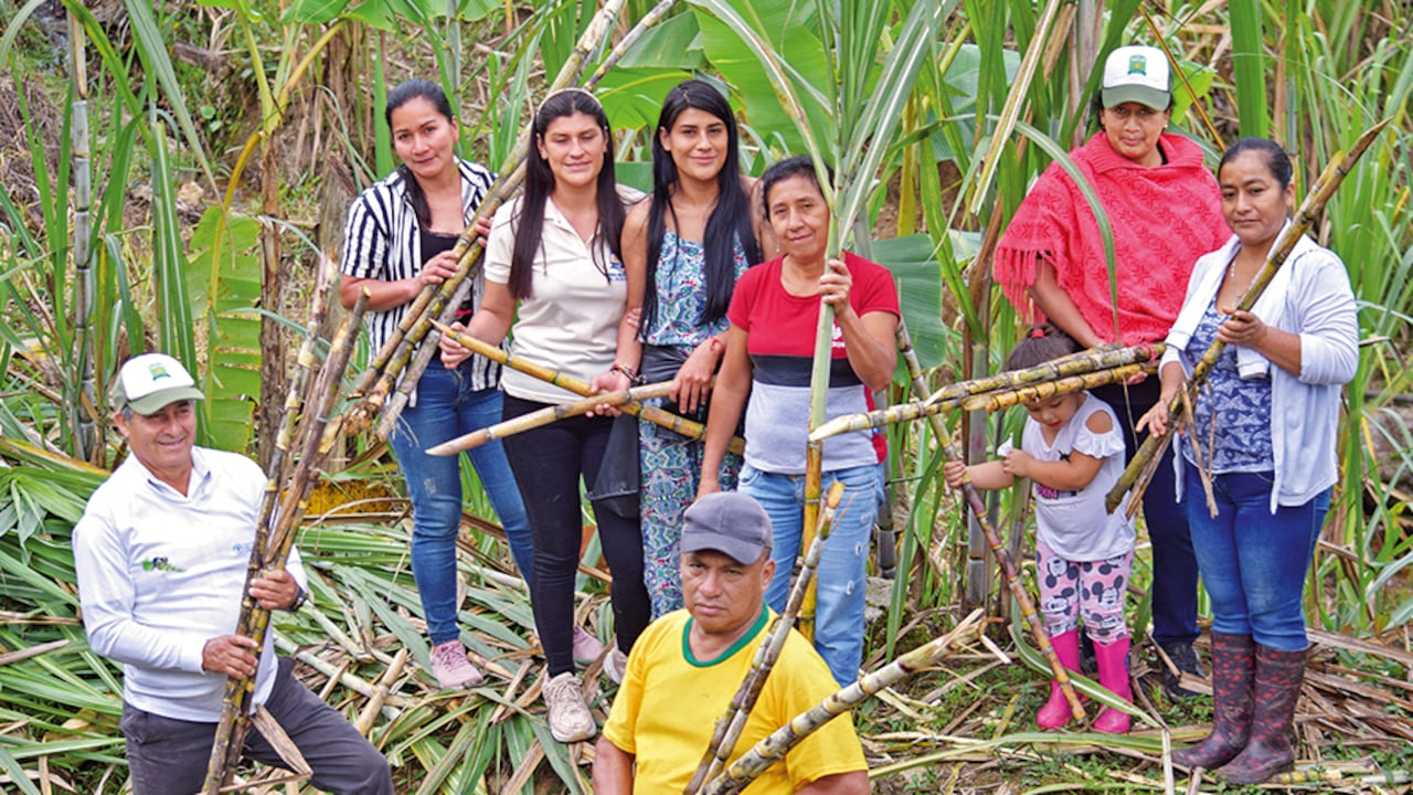 La alianza Suecia-FAO ha llegado a zonas rurales, en 20 departamentos de Colombia, con oportunidades y esperanza.
