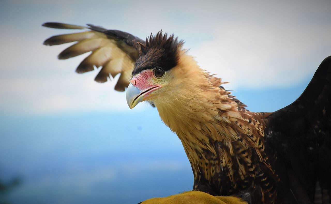 Caracara liberado en Huila