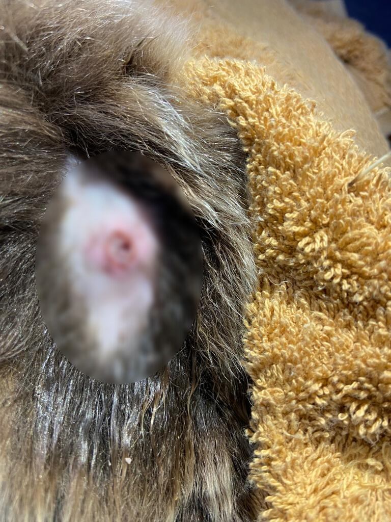 El animal fue atendido en el Centro de Atención y Valoración de Fauna Silvestre de Cornare.