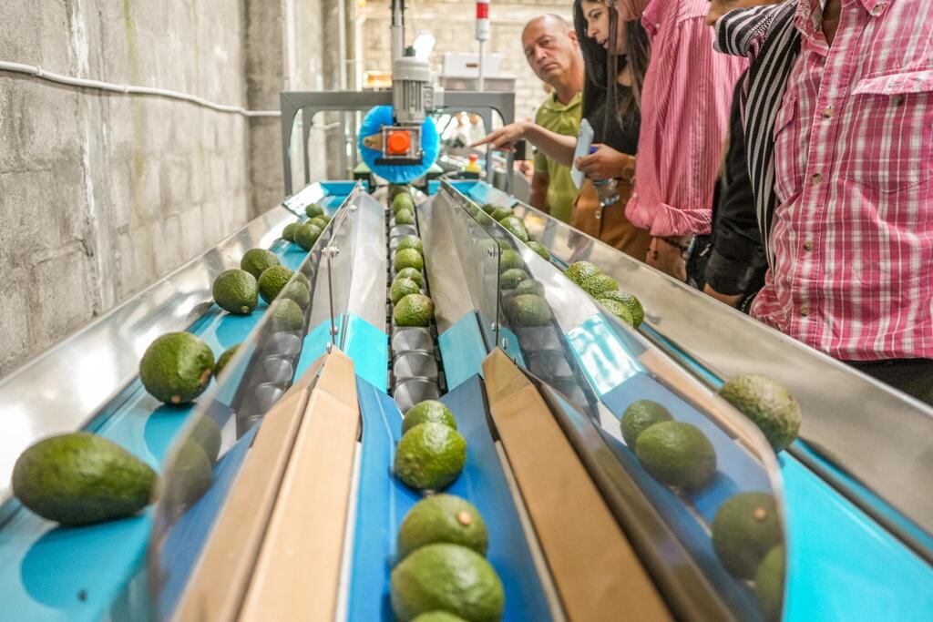 Planta de procesamiento de Aguacate Hass en Caldas