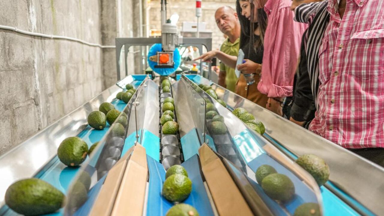 Planta de procesamiento de Aguacate Hass en Caldas