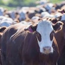 La producción de carne vacuna en Sudamérica produce en promedio tres veces más gases de invernadero que la de Europa, según Joseph Poore. Foto: GETTY vía BBC.