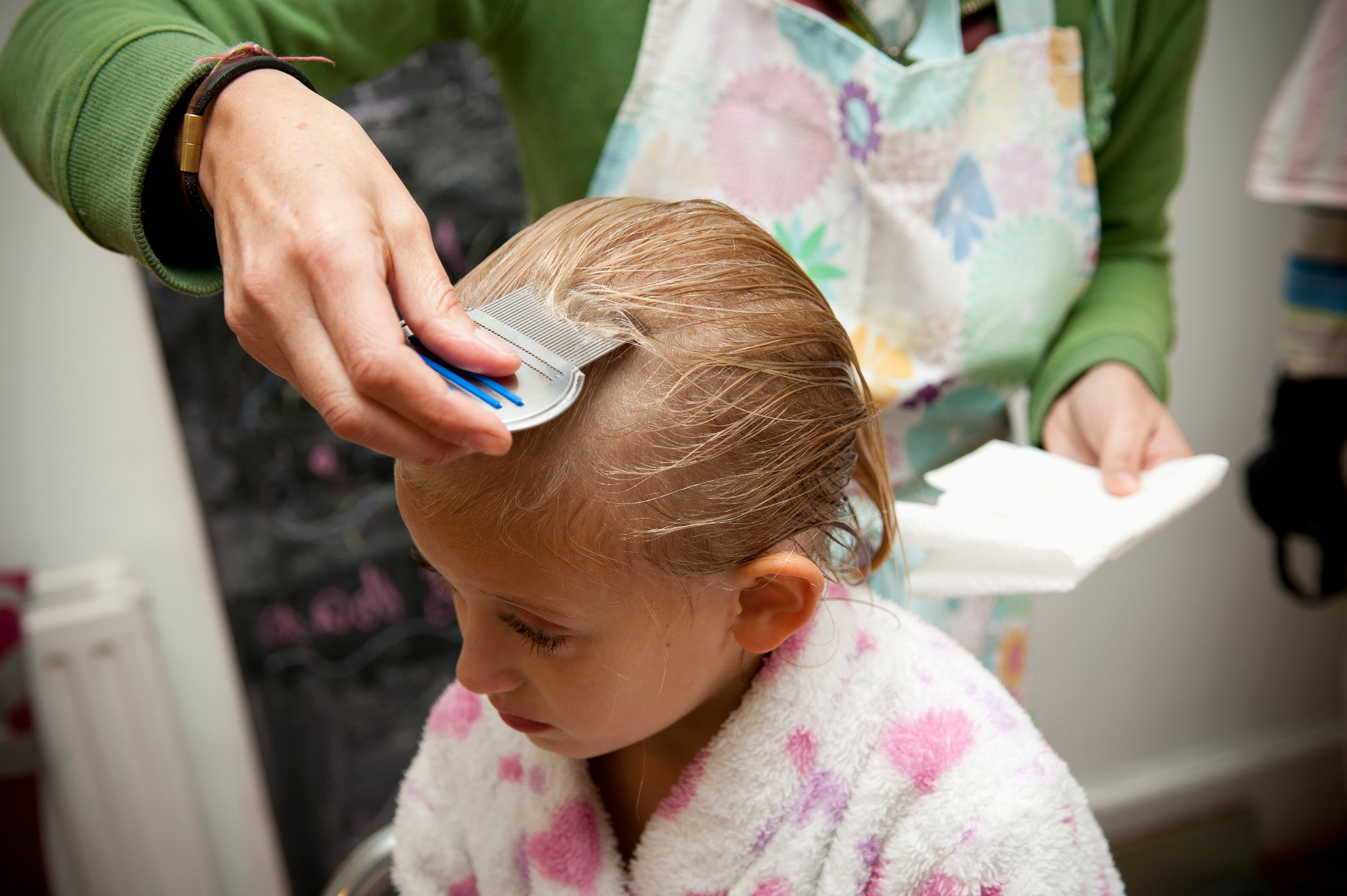 Piojos: ¿Cómo eliminarlos con remedios caseros?