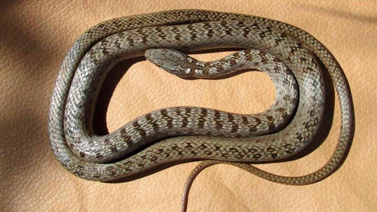 Pseudalsophis biserialis biserialis desapareció de Floreana. Foto cortesía de la Dirección del Parque Nacional Galápagos