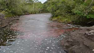 Caño Cristales