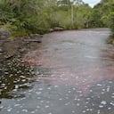 Caño Cristales