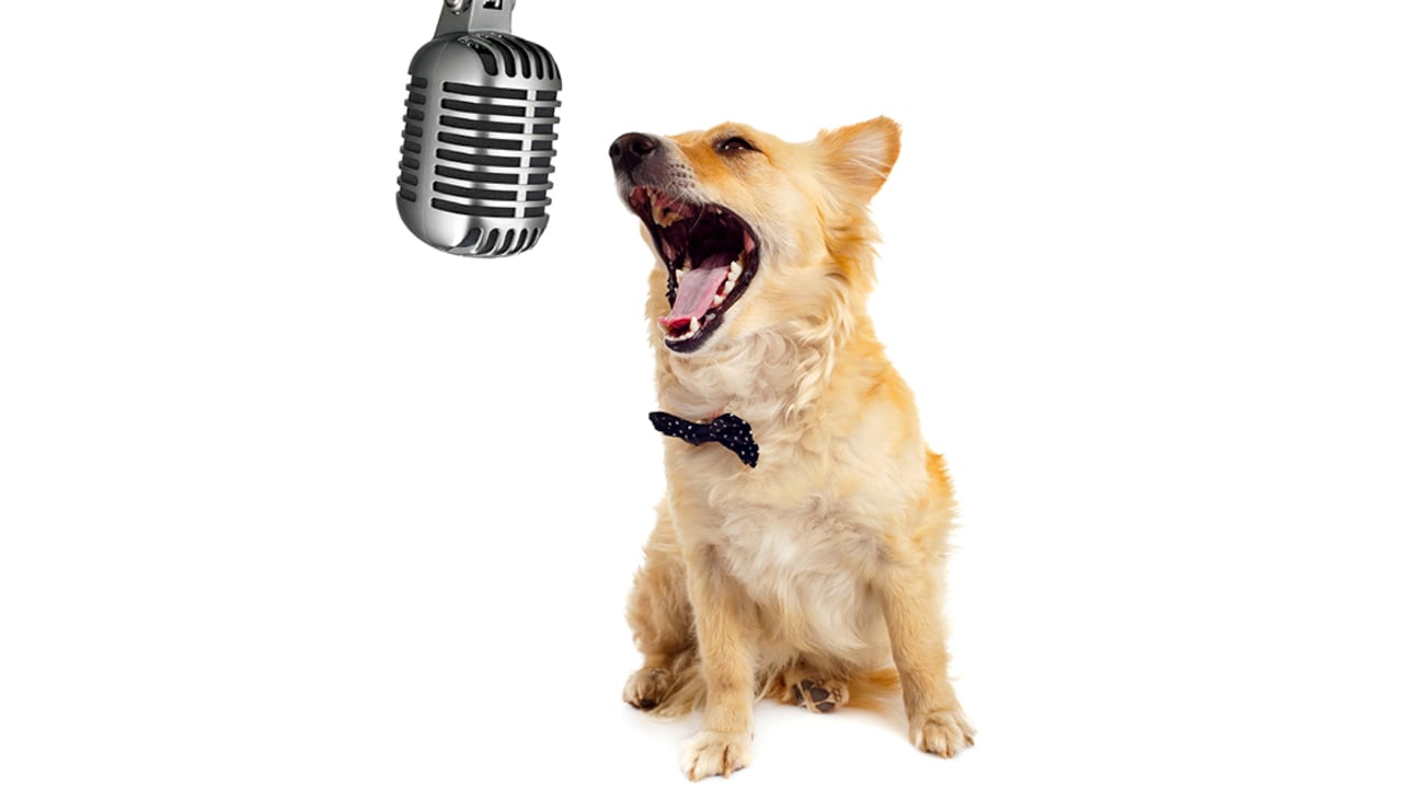 Xena, una perra de raza Dogo Argentino, estremeció a los jurados del concurso Belgium’s Got Talent y al público que estaba presente durante su audición, al interpretar el tema musical I will always love you, de la artista Whitney Houston.