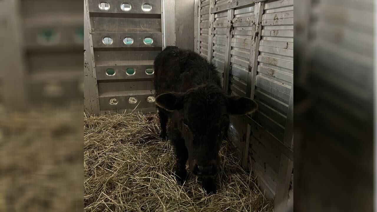 El animal protagonizó una persecución en Nueva York.