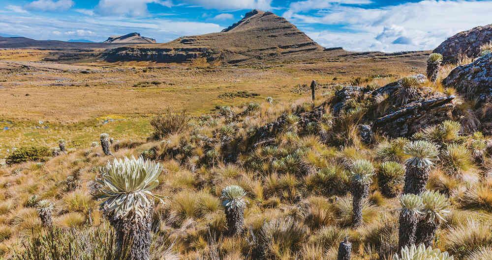 Frailejones en el páramo de Ocetá, en el municipio de Monguí, Boyacá.