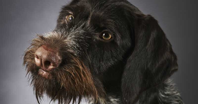 ¿Cómo cuidar a un perro que ya es viejo? 