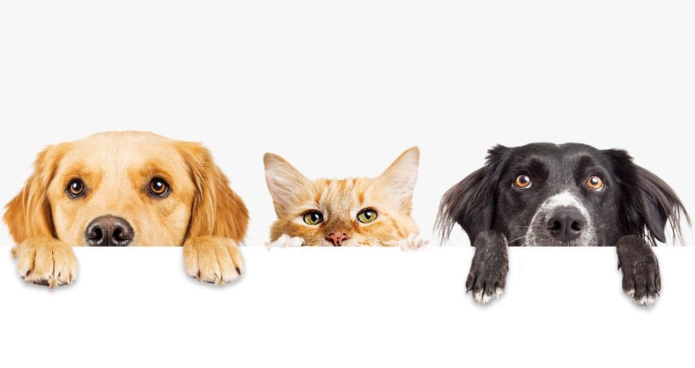 Mitos y realidades de tener mascotas en espacios pequeños