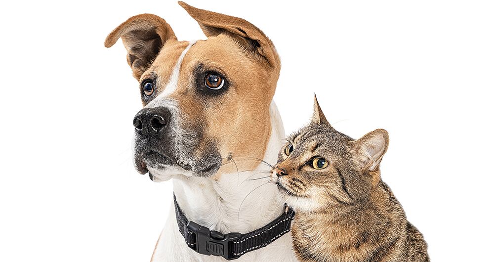 La música estimula las mascotas