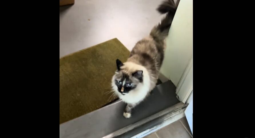 La falta de objetos conocidos y los aromas distintos marcaron los primeros días tras la mudanza.