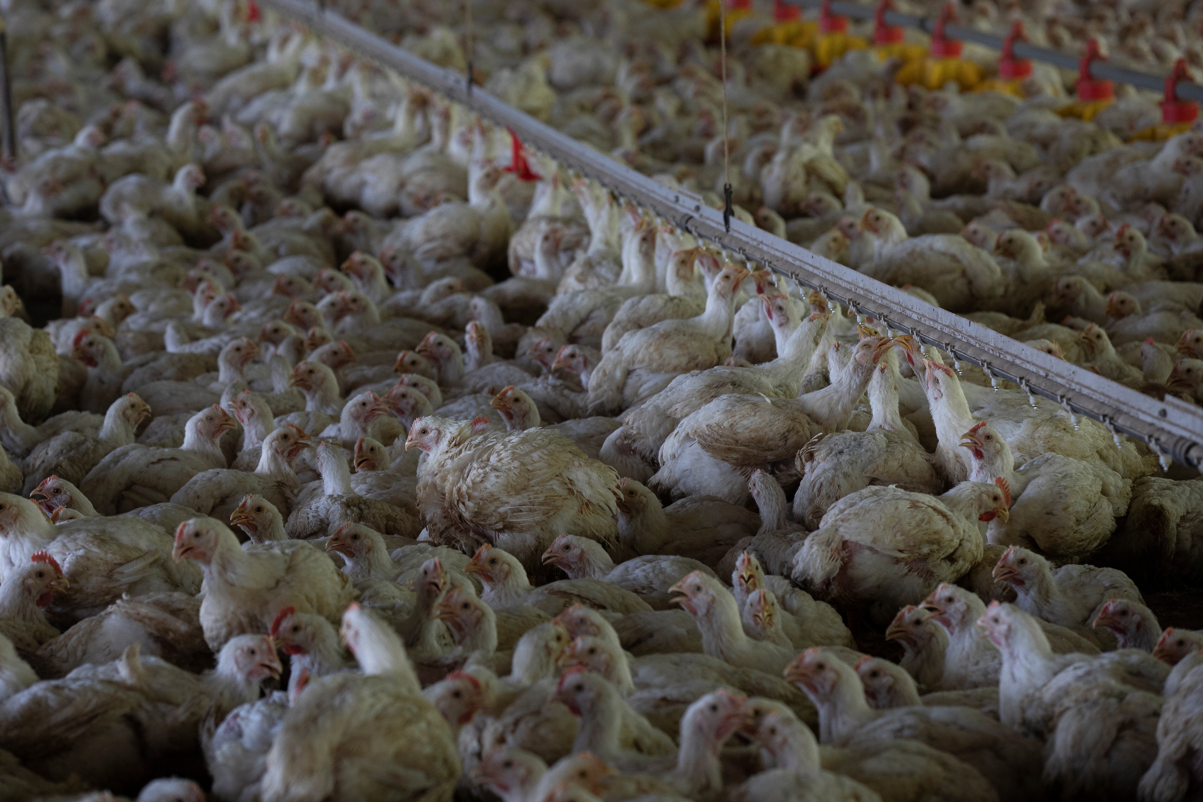 Pollos.
FOTO: ESTEBAN VEGA LA-ROTTA
REVISTA SEMANA