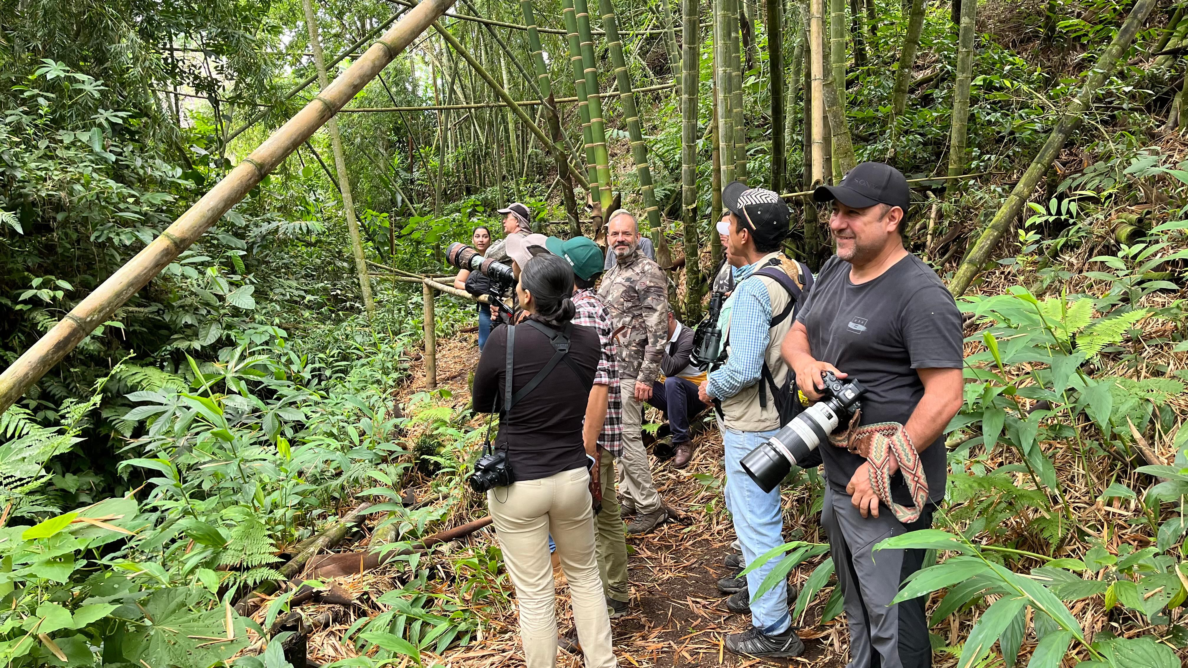 Avistamiento de aves en Pijao.
