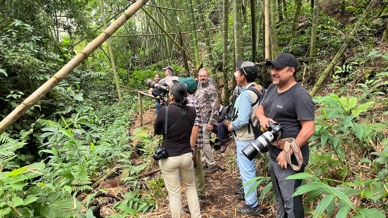 Avistamiento de aves en Pijao.