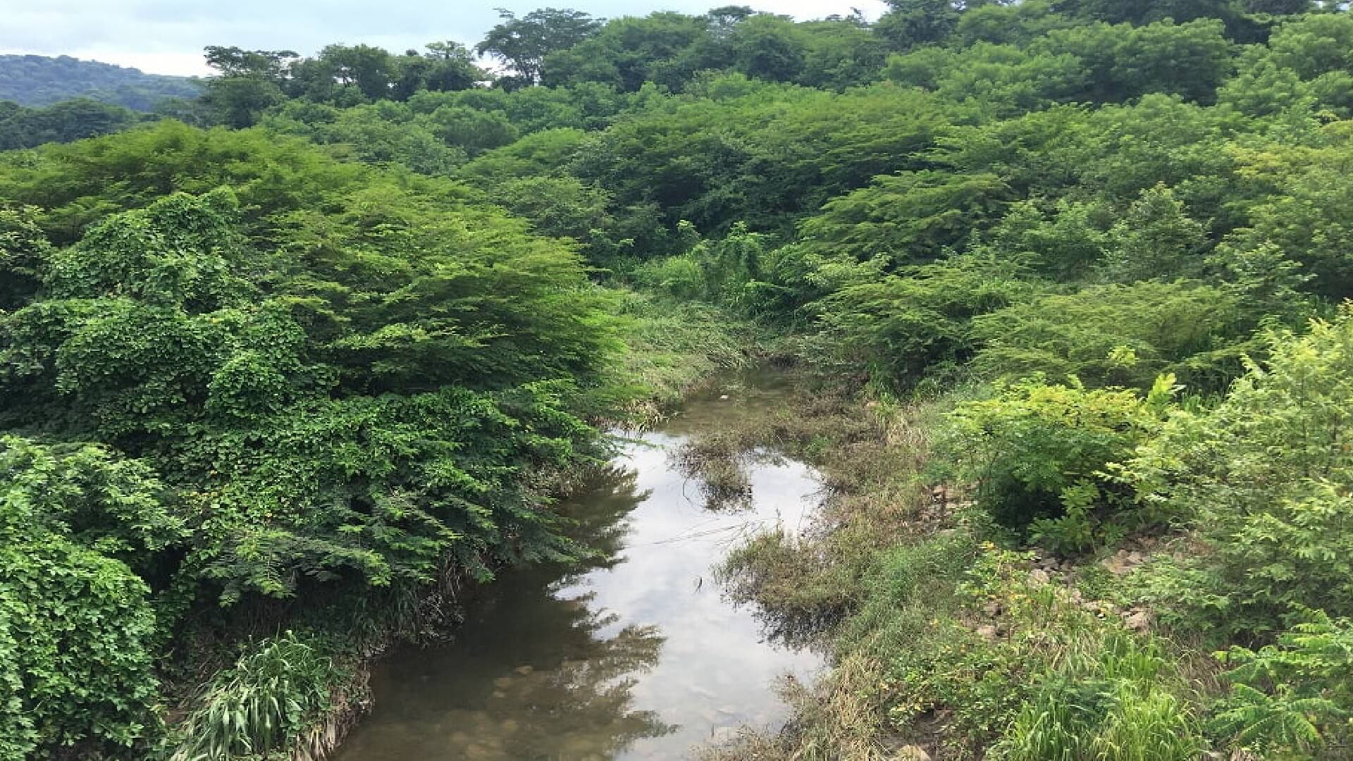 Cerrejón aseguró que ha sembrado más de 33.500 árboles en el área del nacimiento del arroyo Bruno.