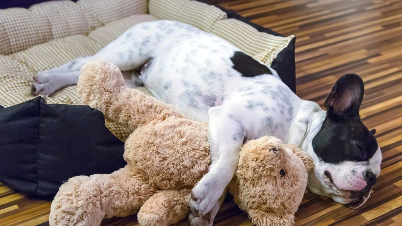 Foto: Shutterstock - Huffington Post