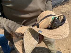 Ardilla herida por incendio forestal en Cali