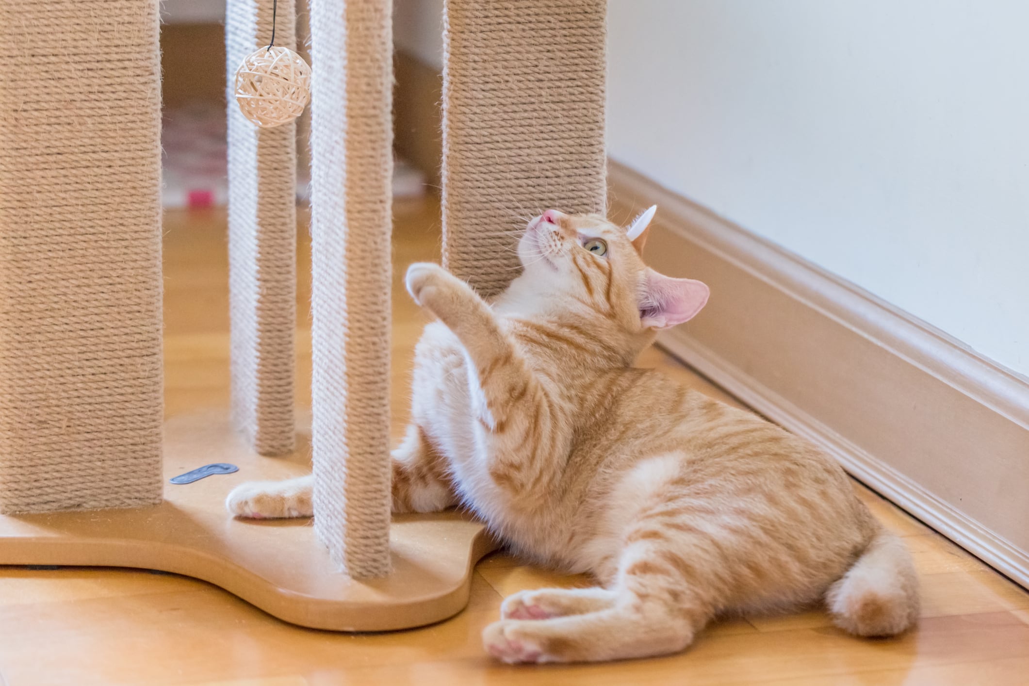 Playing Cat