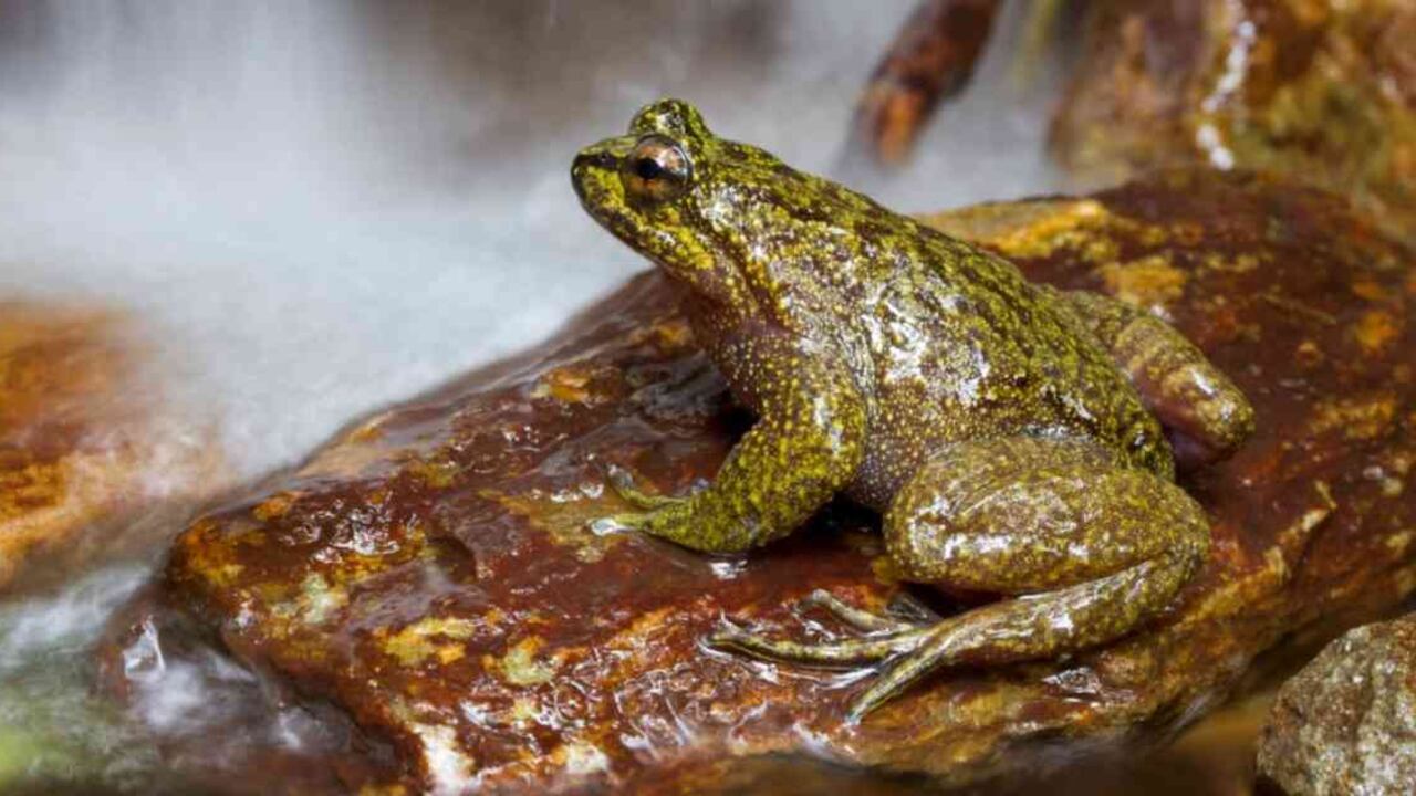 Gabriel Velasco, senador que dice que las ranas de su casa apoyan a Álvaro Uribe