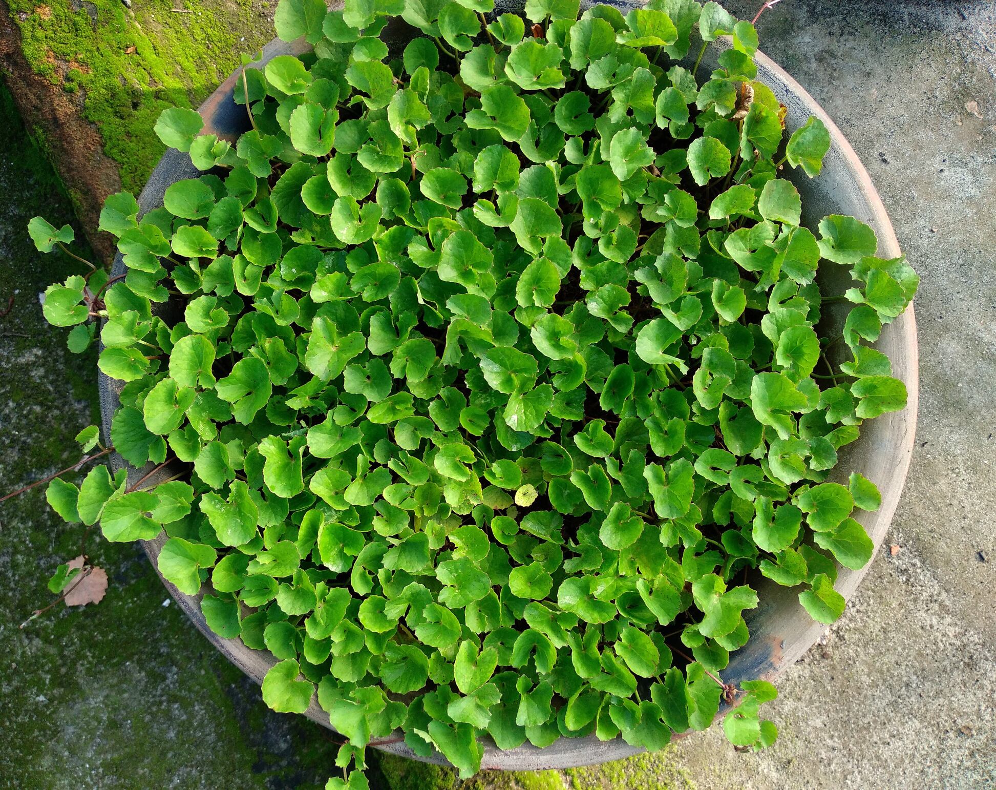 Centella asiática