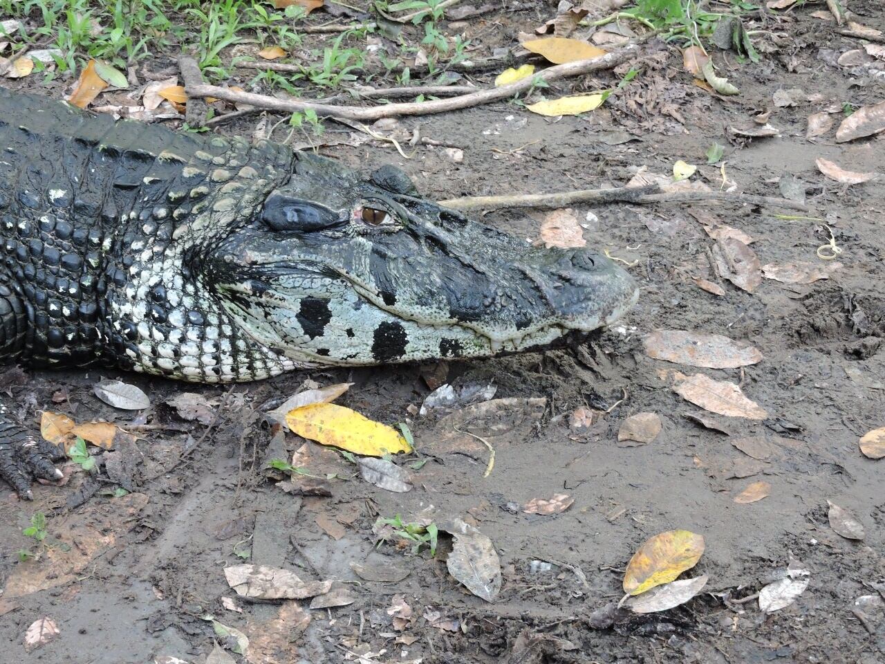 Caimán negro en categoría de vulnerable