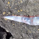 El pez del fin del mundo que encontraron en Chile hace parte de una leyenda sobre un mal presagio.