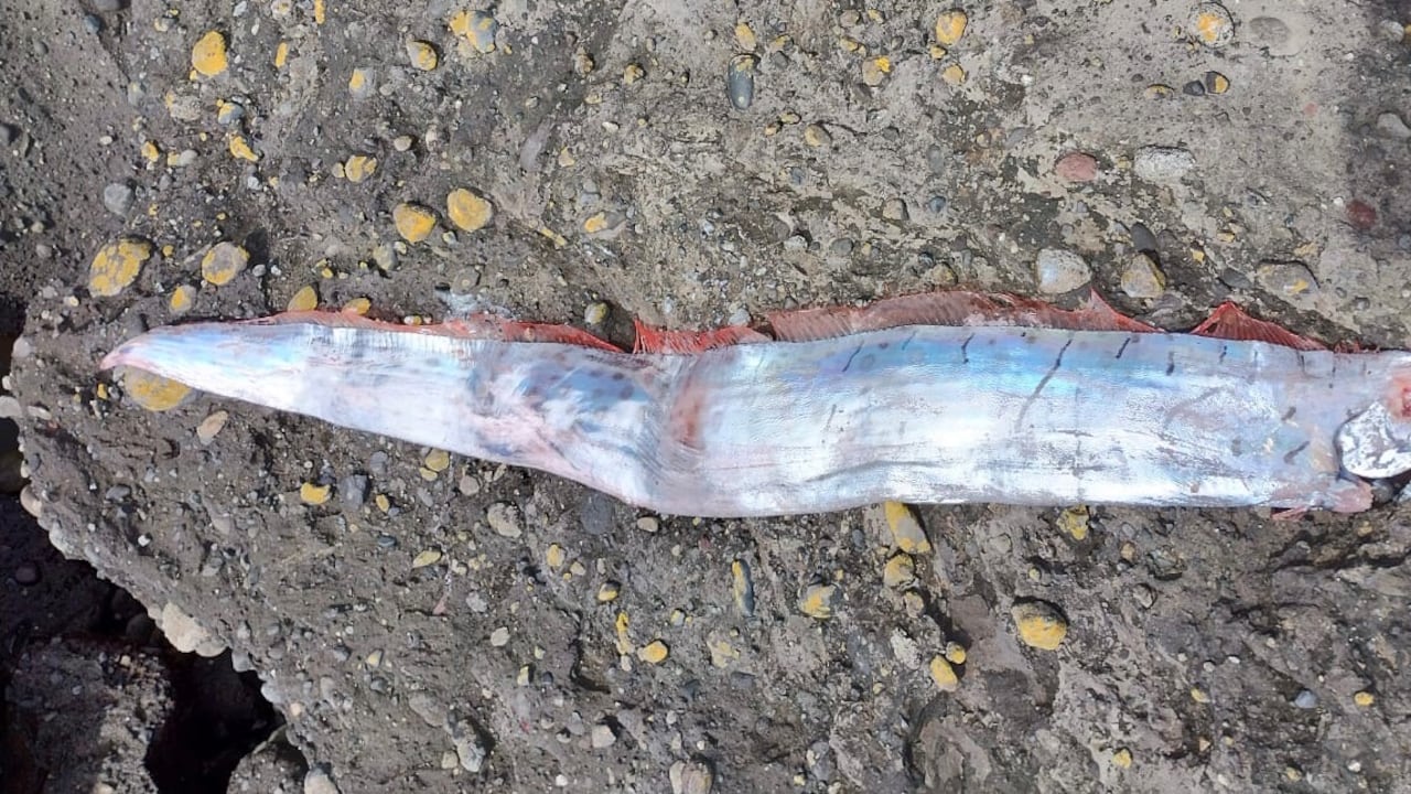 El pez del fin del mundo que encontraron en Chile hace parte de una leyenda sobre un mal presagio.