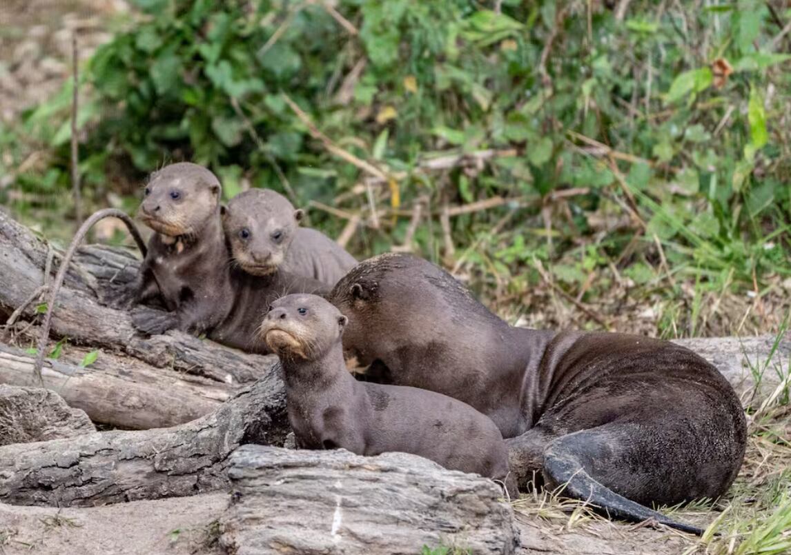 Un proyecto de restauración ambiental iniciado en 2017 cambió el rumbo de una historia marcada por la desaparición.