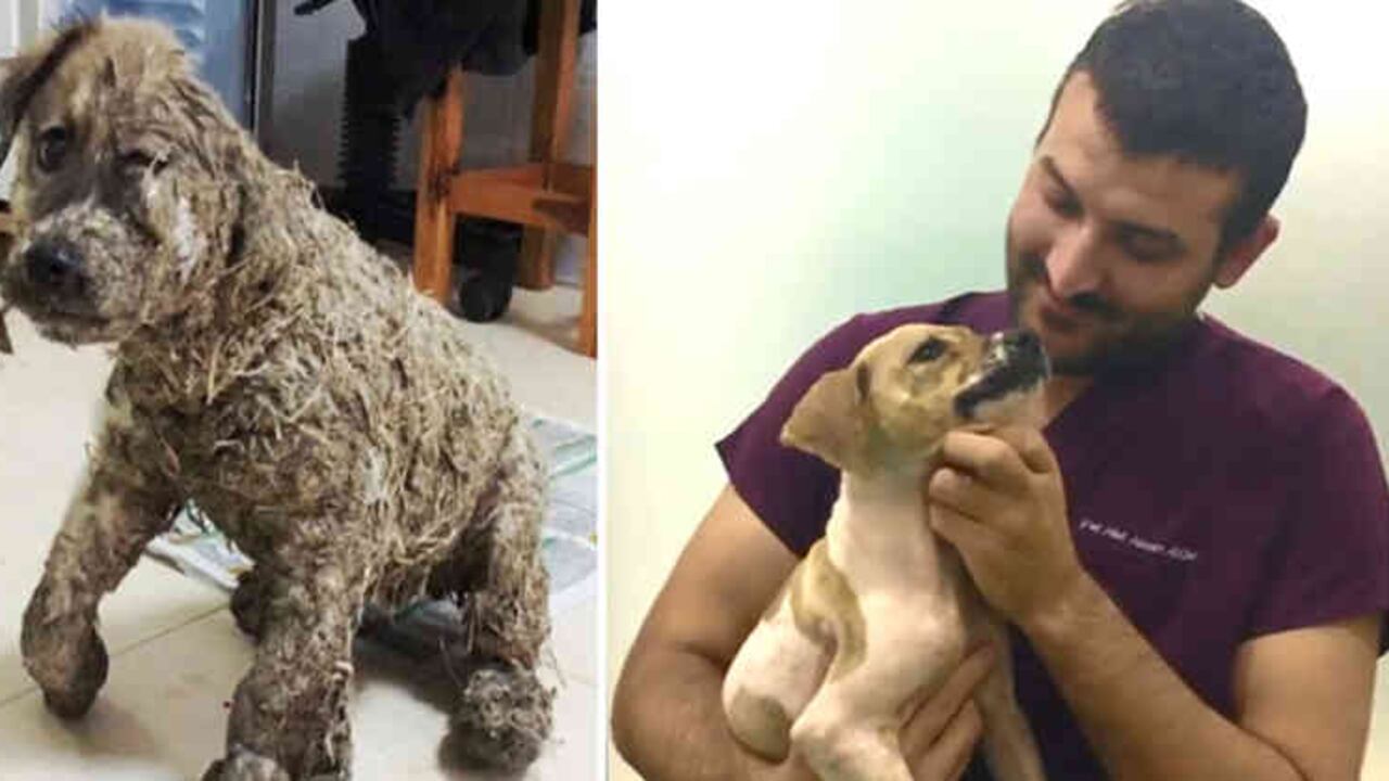 Facebook He’art of Rescue