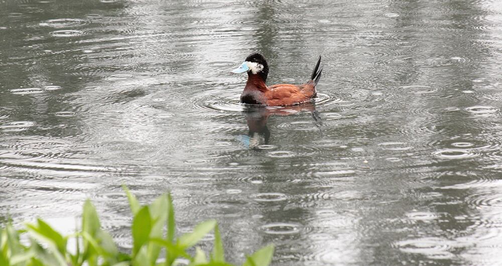 Pato Turrio Andino, de la sabana de Bogotá.