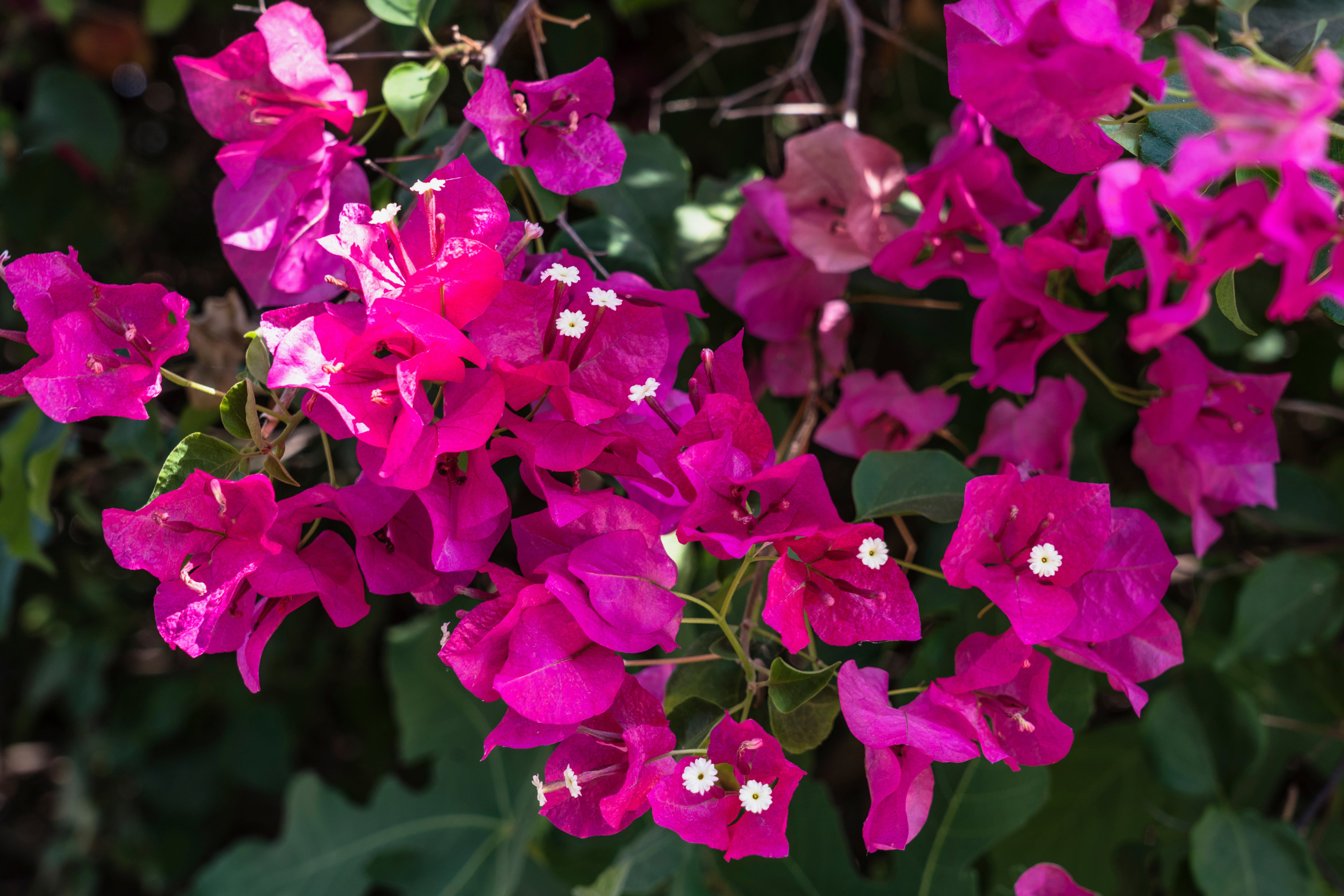 (Foto por: Jon G Fuller/Eye Ubiquitous/Universal Images Group vía Getty Images)