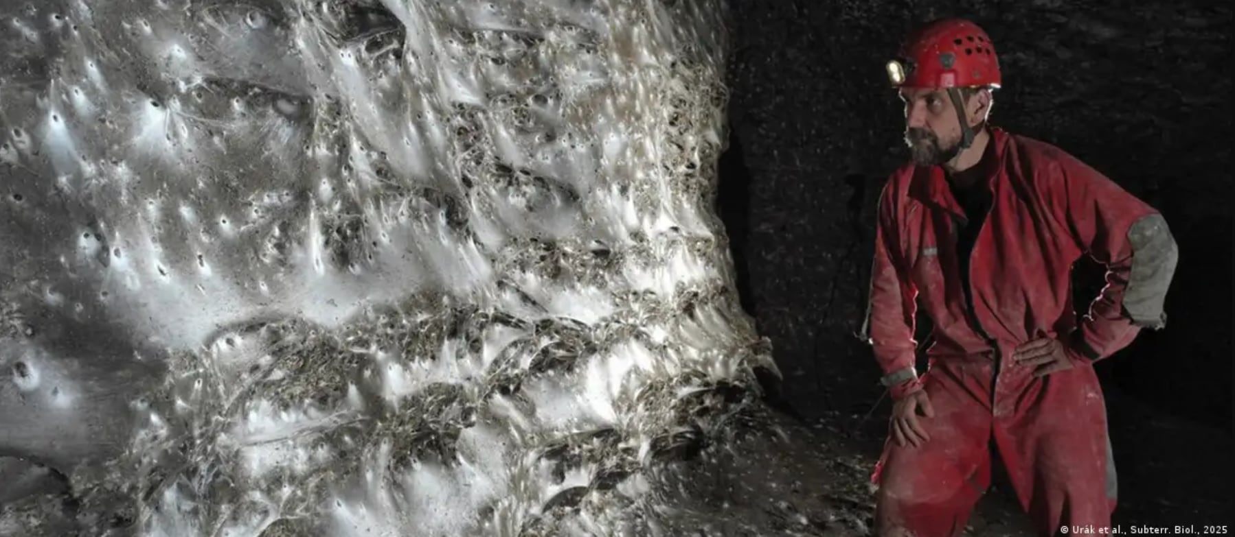 Una red de seda de más de cien metros cuadrados sorprendió a los investigadores por su magnitud.