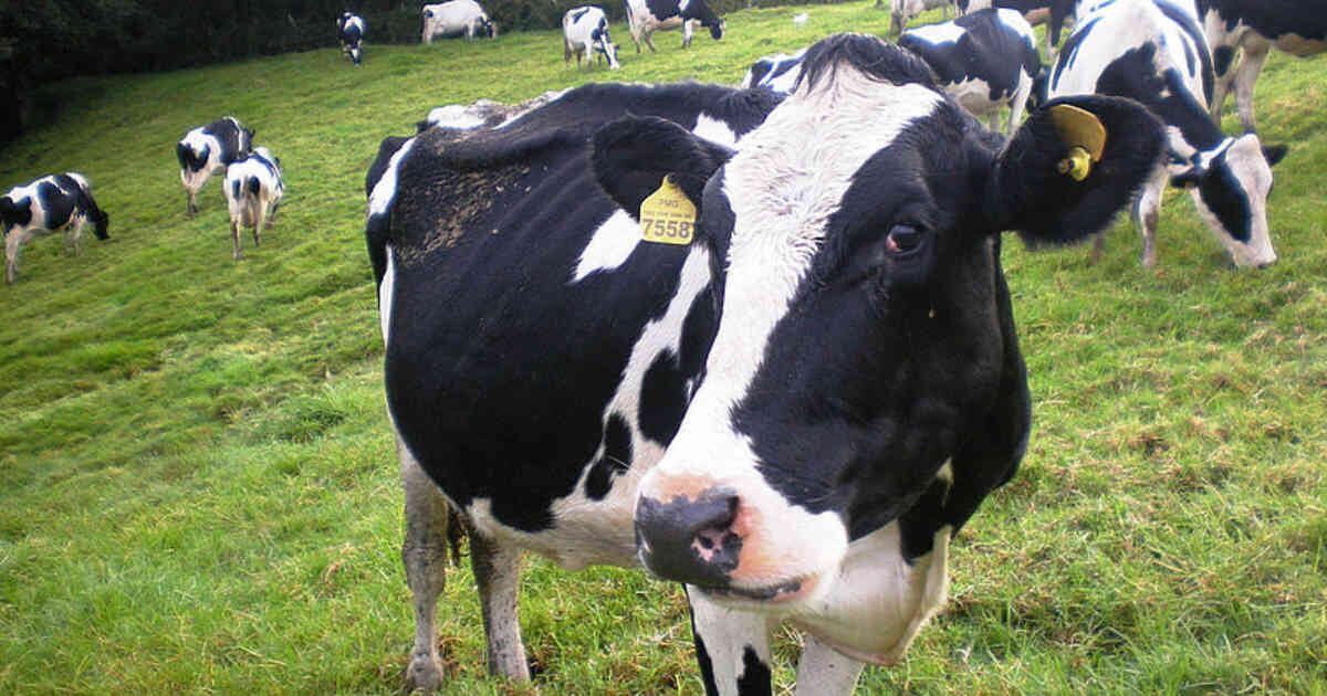 La ganadería extensiva ilegal es uno de los principales motores de deforestación en Colombia y otras regiones del mundo. Foto: Universidad Nacional - Colombia hoy. 