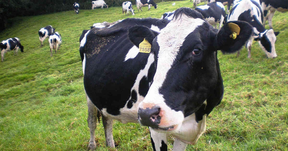 La ganadería extensiva es uno de los principales motores de deforestación en Colombia y otras regiones del mundo. Foto: Universidad Nacional