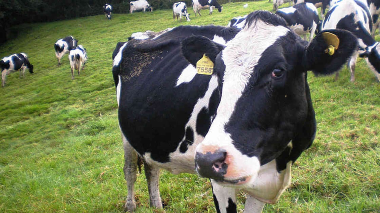 La ganadería extensiva es uno de los principales motores de deforestación en Colombia y otras regiones del mundo. Foto: Universidad Nacional