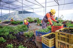 Después de la llegada de la empresa china Zijin-Continental Gold, en marzo de 2020, son innumerables los aportes al desarrollo de Buriticá y el occidente antioqueño.