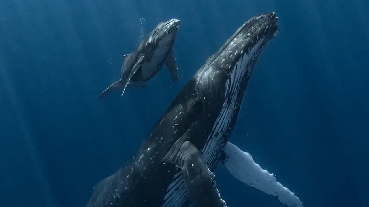 El registro más antiguo del canto de una ballena jorobada permite comparar un océano silencioso con el actual, lleno de ruido humano.