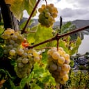 Se ven uvas en el empinado viñedo Calmond sobre el río Mosel en Bremm, Alemania. Foto: AP / Michael Probst